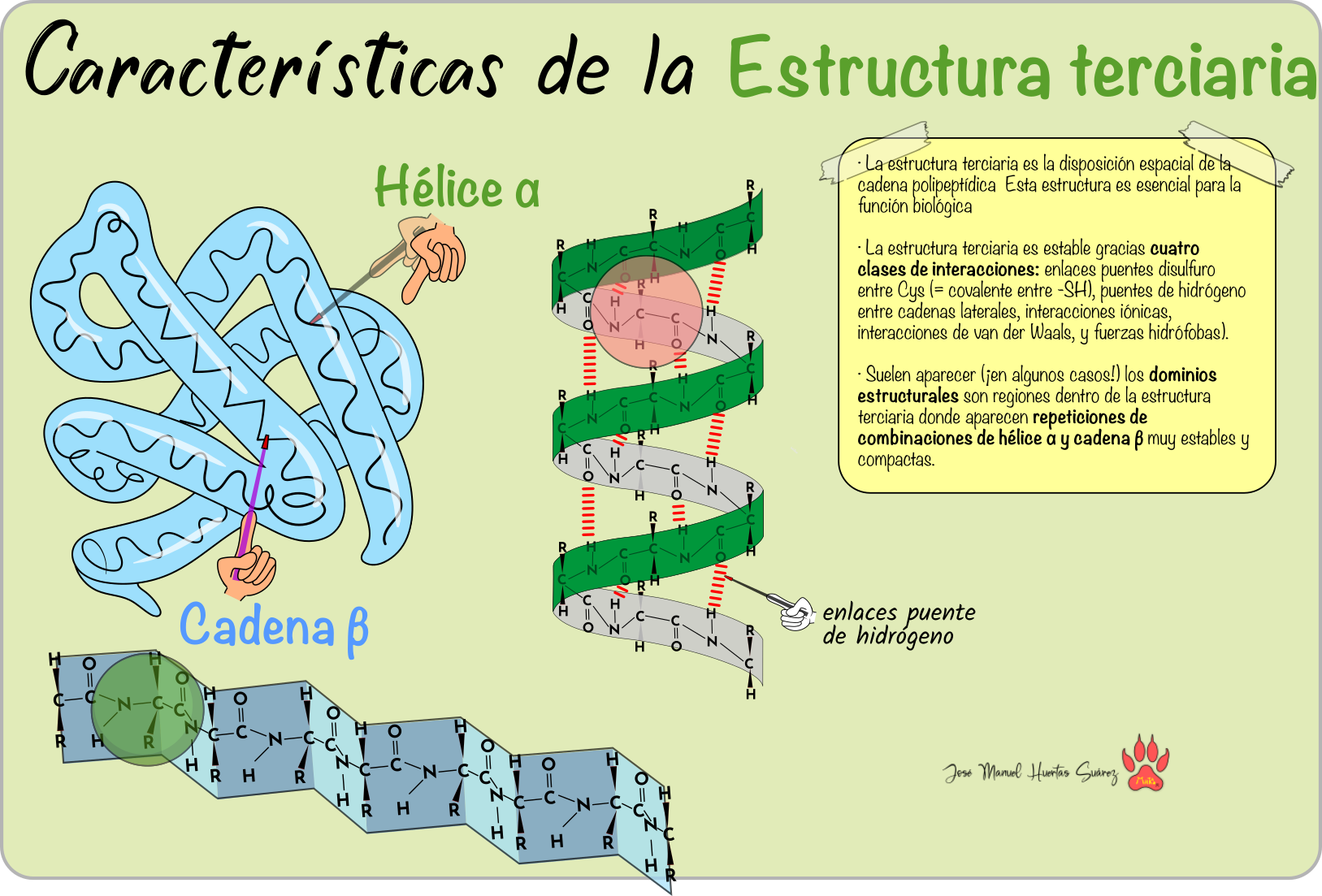 Tema 03 04 Niveles Estructurales De Las Proteínas